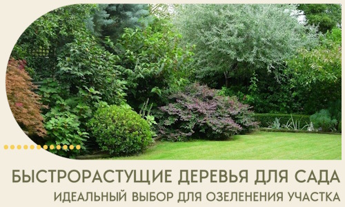Быстрорастущие деревья для сада идеальный выбор в Сегеже