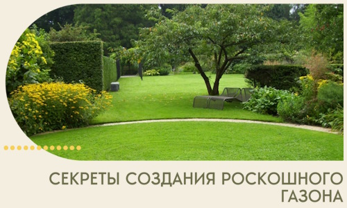 Секреты создания роскошного газона в Сегеже